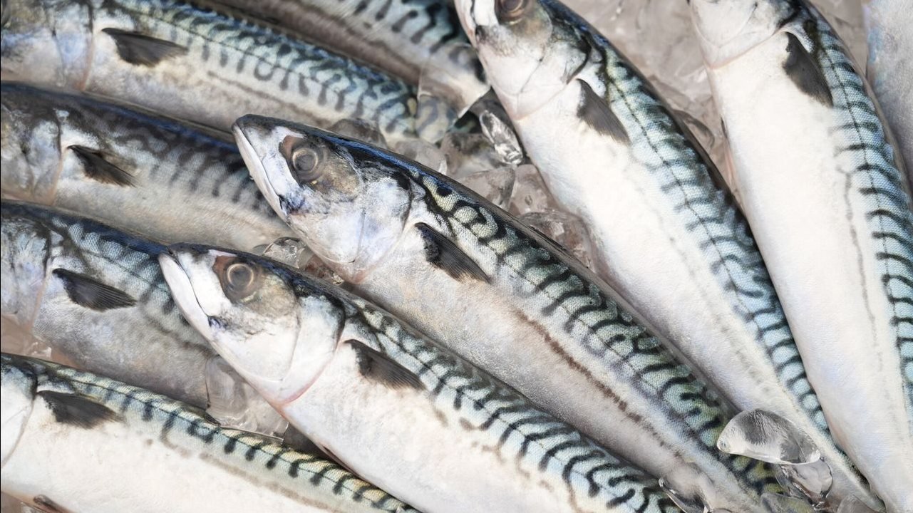 ماكريل كرموز